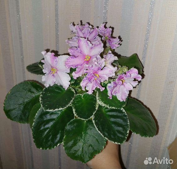 Фиалки сортовые