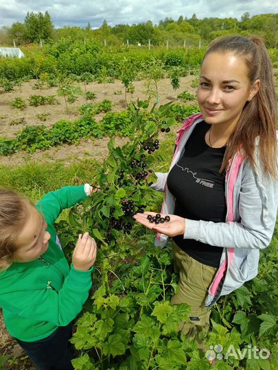 Саженцы черной смородины оптом