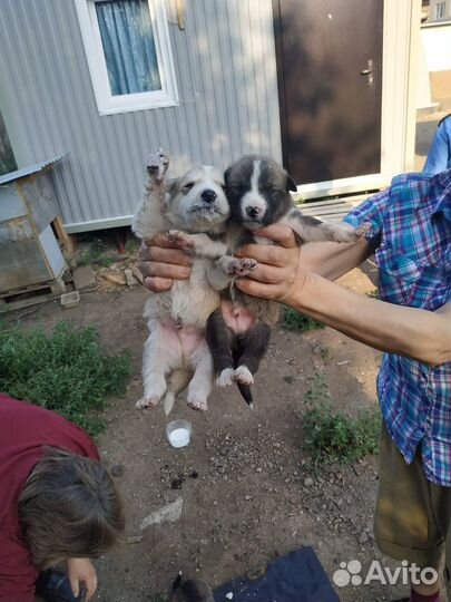 Щенки в добрые руки даром