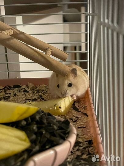 Джунгарский хомяк бесплатно