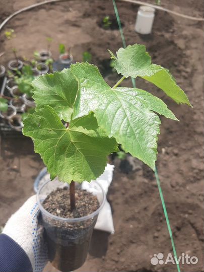 Саженцы винограда на Ваш вкус