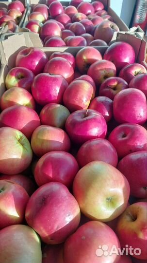 Яблоки Айдаред