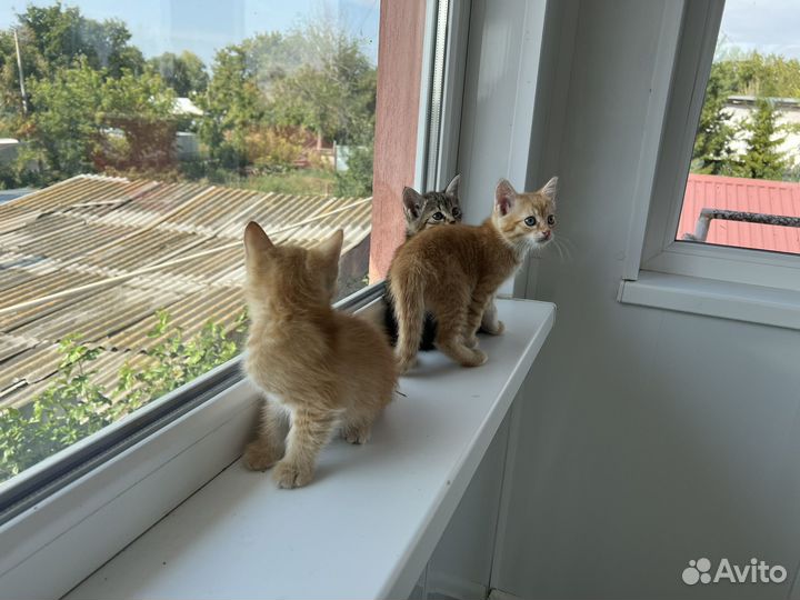 Отдам котят в добрые руки