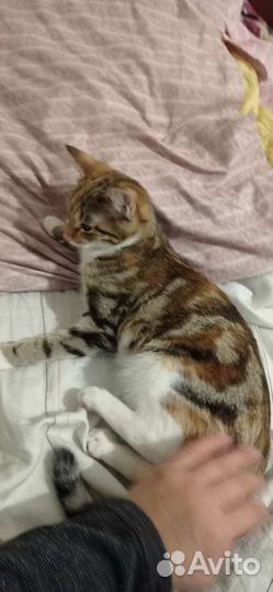 Котодетки в добрые руки