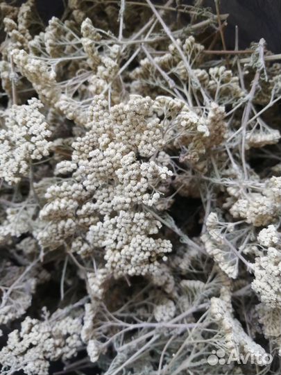 Тысячелистник