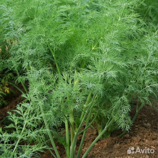 Укроп домашний
