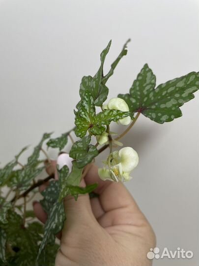 Бегония Дрега каудексная