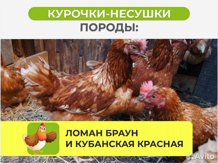 Куры несушки с агрофермы