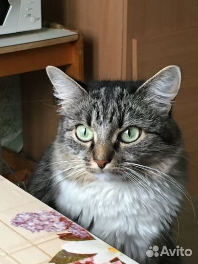 Отдам в добрые руки кошку