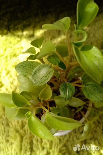 Пеперомия пикси лайм