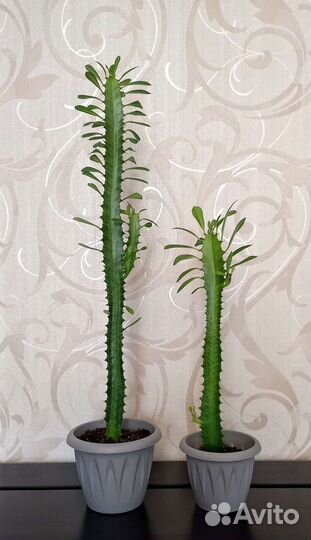 Кактус Молочай, фикус, спатифиллум. Цветы разные