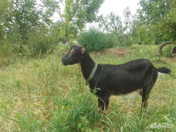 Козы дойные и козел