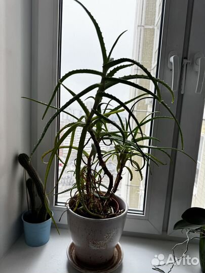 Цветок Алоэ