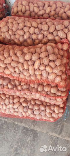 Семенной картофель