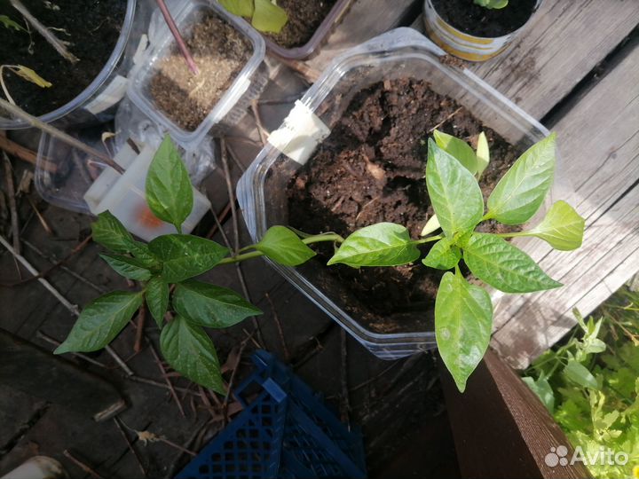 Рассада томатов и физалиса