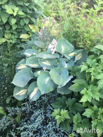 Хоста гигантская средняя карликовые