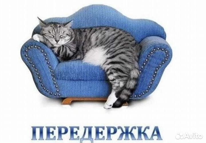 Передержка кошек