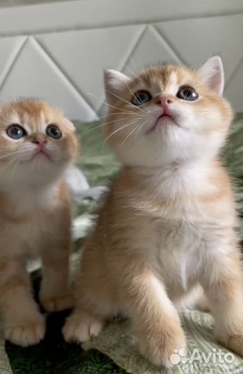 Шотландские прямоухие котята