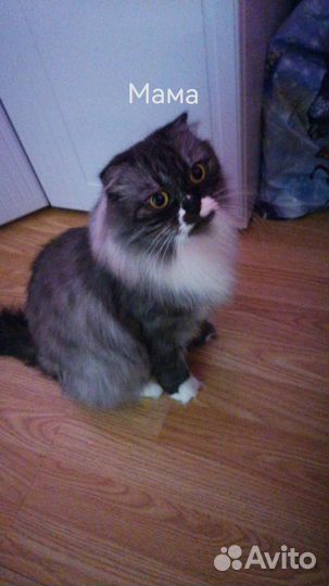 Шотландские котята