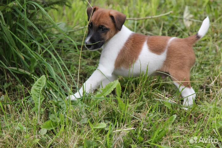 Щенки г/ш фокстерьера
