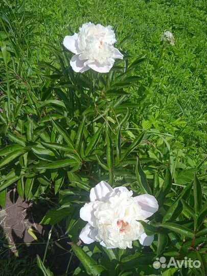 Продаю кусты пионов