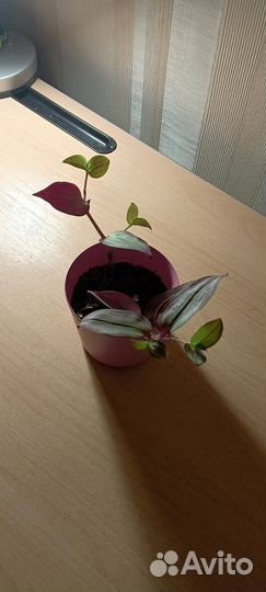 Традесканция