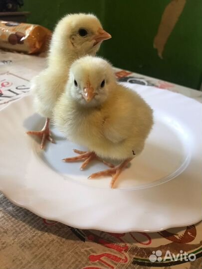 Цыплята кур несушек