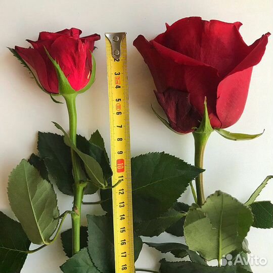 Букет из 25 роз Африка 50 см Стандарт