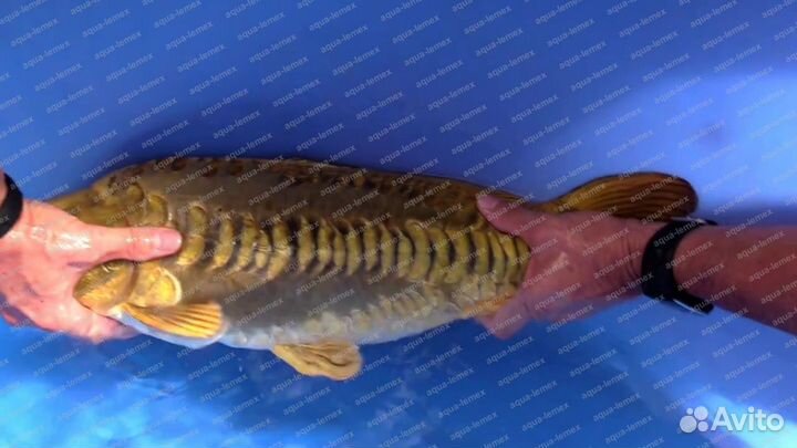 Карпы кои для пруда