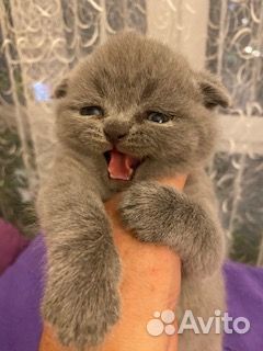 Британские котята короткошерстные
