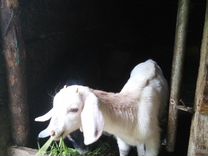 Нубийская коза полтора месяца белая