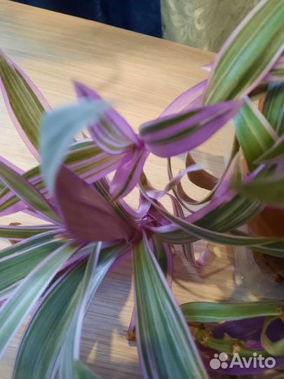 Рэо пестрое. Необычные розово-зеленые листья