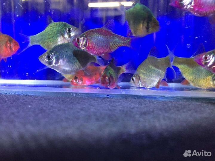 Доставка Аквариумных рыбок в СПб