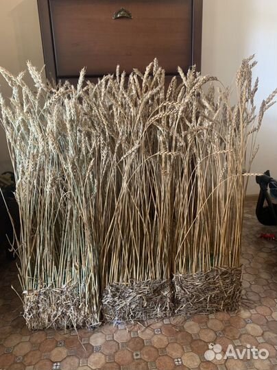 Колосья пшеницы