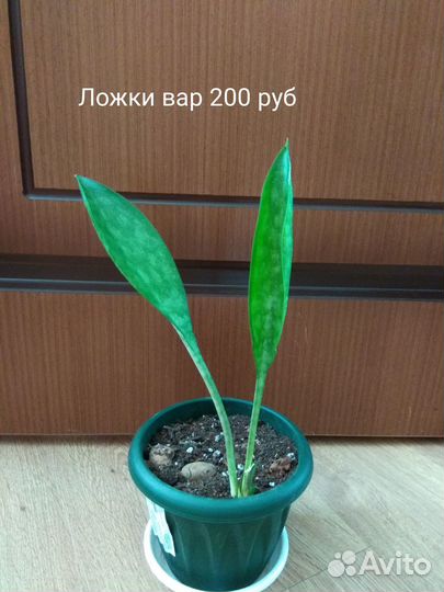 Сансевьеры сортовые