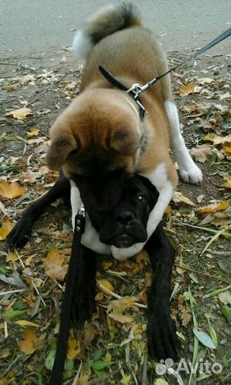 Передержка, транспортировка