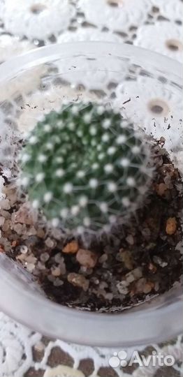 Кактусы для коллекционеров