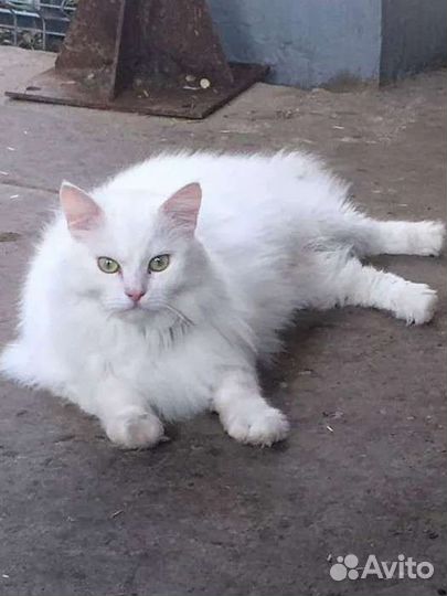 Кошка белая стерилизованная
