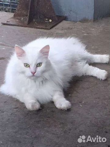 Кошка белая стерилизованная