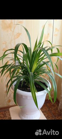 Панданус большой в вазоне
