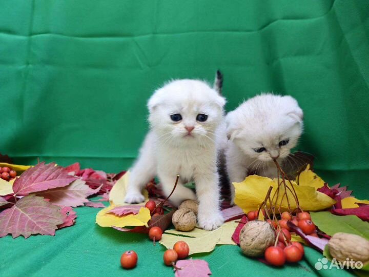 Шотландские котята