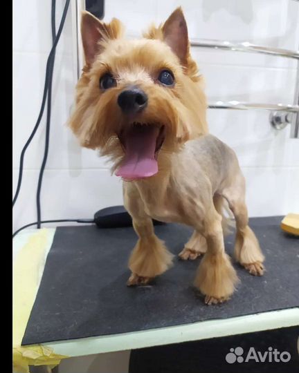 Стрижка собак и кошек