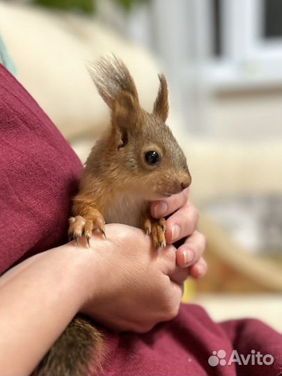 Алтайская белка. Телеутка. Ручные бельчата. Вольер