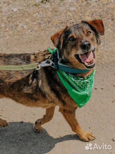 Собака Том в добрые руки