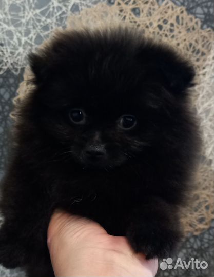 Щенки шпица