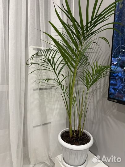 Пальма арека