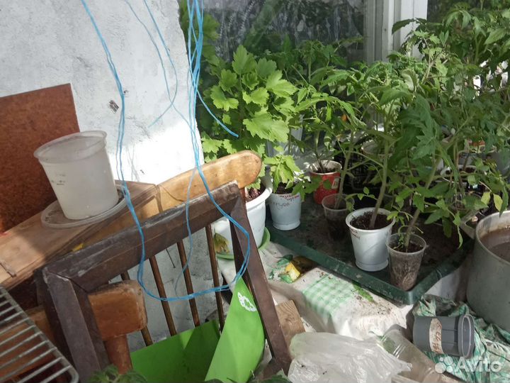 Рассада томатов