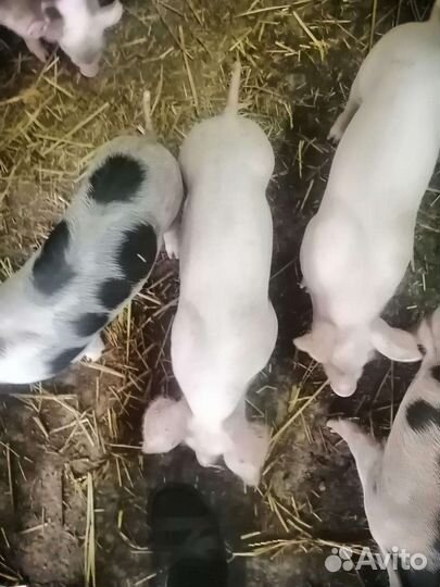 Продаются поросята