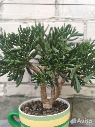 Крассула Голлум