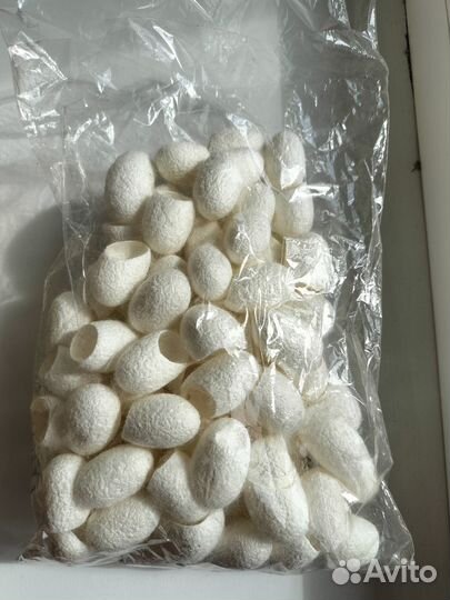 Коконы шелкопряда